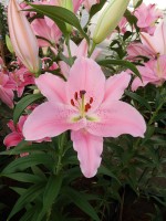 [5242 Emani 2N No01.JPG]